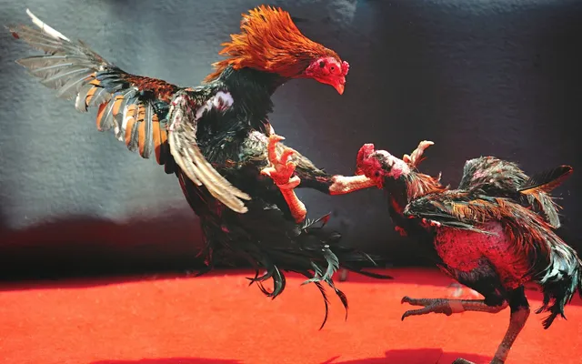 Ưu điểm khi lựa chọn tham gia đá gà trực tiếp C1