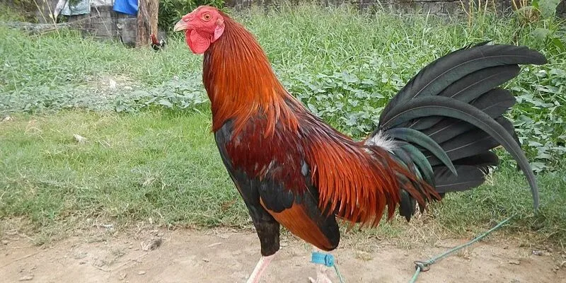 Cách Nuôi Gà Đá Cựa Sắt Jun88 – Gà Khỏe, Ra Đòn Hiểm Cách nuôi gà đá cựa sắt chọn giống