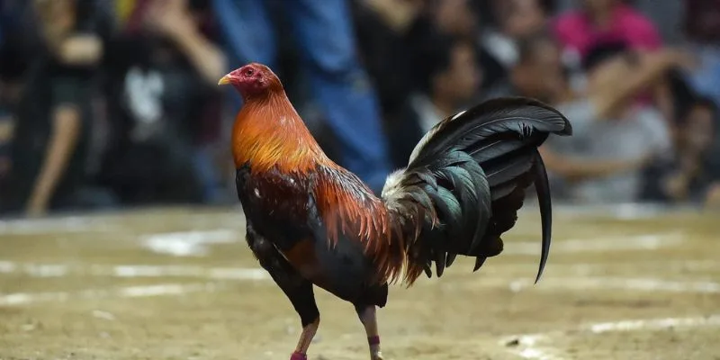 Thuốc Nuôi Gà Đá Của Mỹ – Bí Quyết Tạo Thần Kê Jun88 Thành phần hoạt chất trong thuốc nuôi gà đá của Mỹ